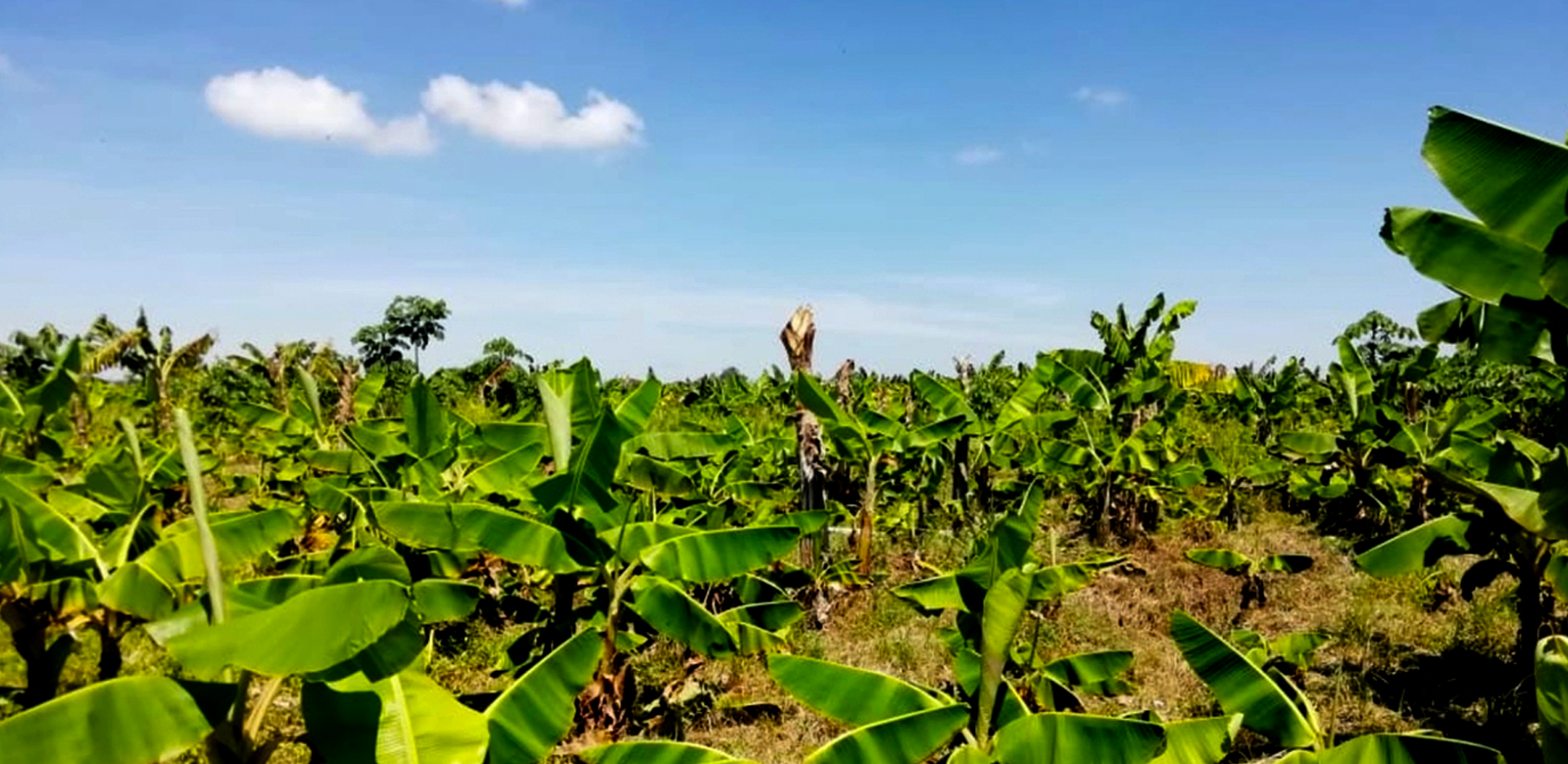 Zona Bananera: Un territorio en disputa por Grupos Armados Organizados